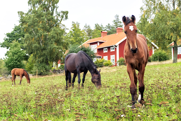 Foster- och fölförsäkring