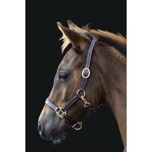 Fölgrimma Lippo Basic