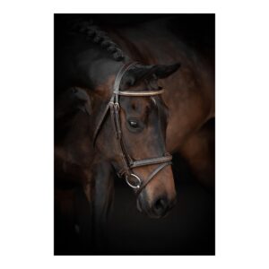 Träns Lippo Basic Preston Fancy