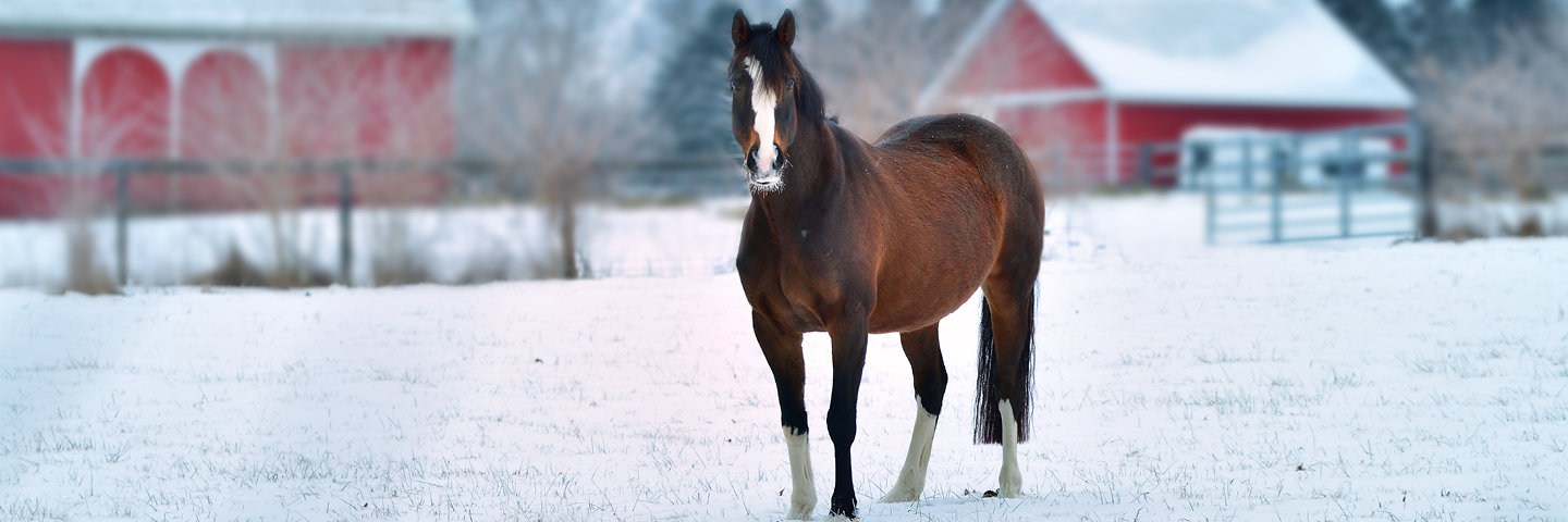 Så får du en tryggare vinter på hästgården
