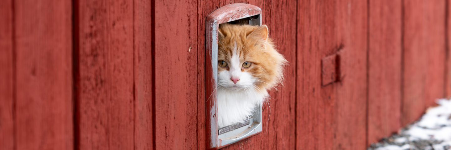 Så håller du din stallkatt trygg och frisk under vintern