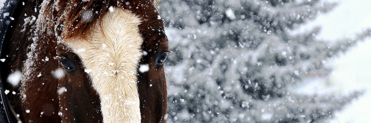 Vintern på hästgården – tips som gör livet enklare