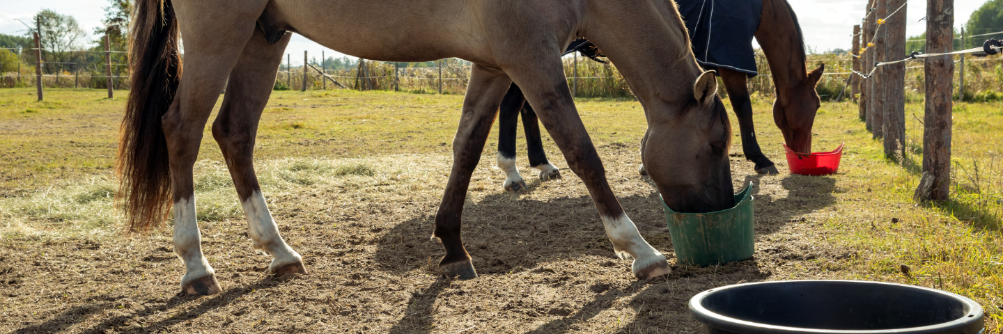 Sandkolik hos häst, symtom, orsaker och hur du minskar risken