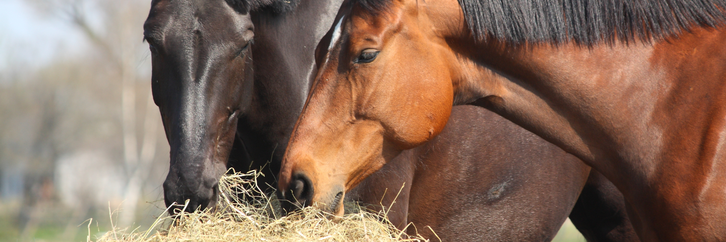 Kolik vid foderbyte hos häst, därför är övergången så känslig