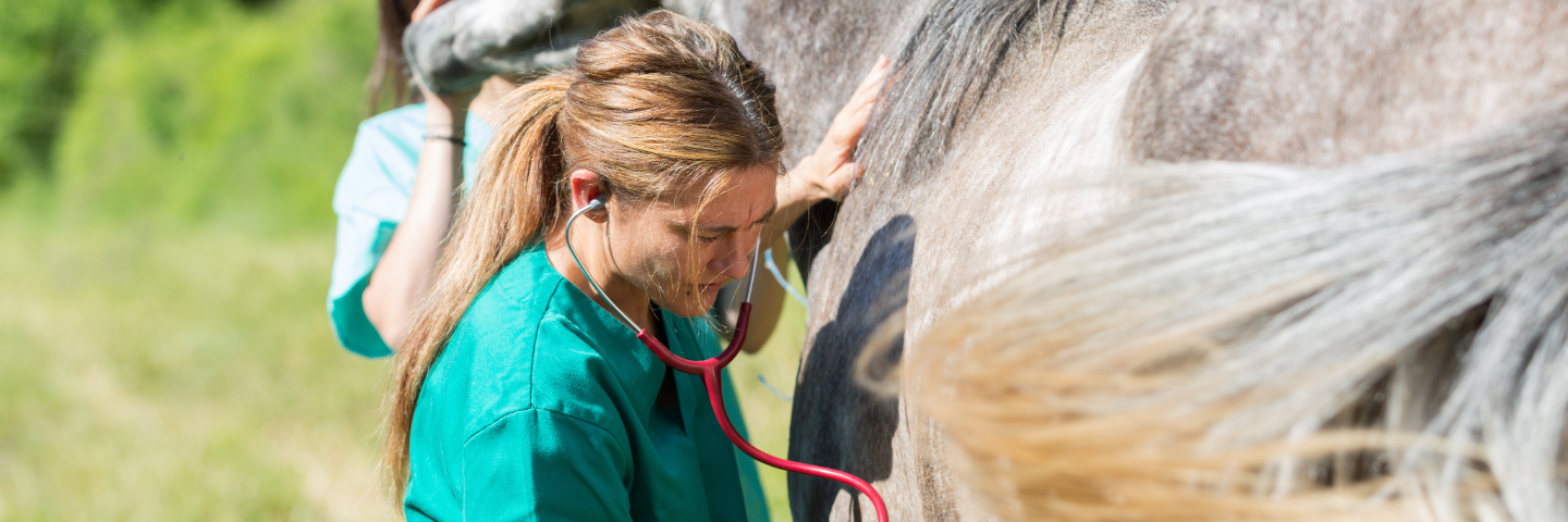 När ska du ringa veterinär vid kolik hos häst?