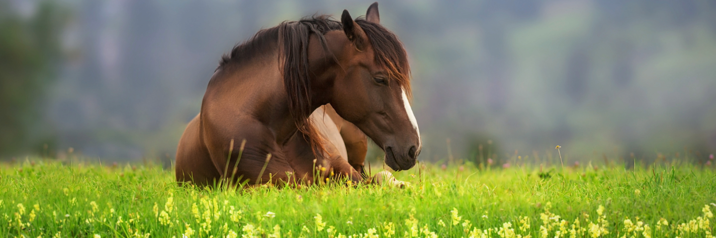 Kolik hos häst, symtom, orsaker och vad du ska göra