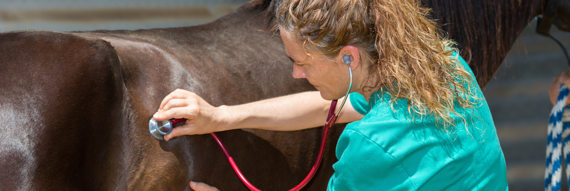 Veterinärvårdsförsäkring vs. katastrofförsäkring för häst 